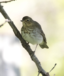 Swains Thrush 6503